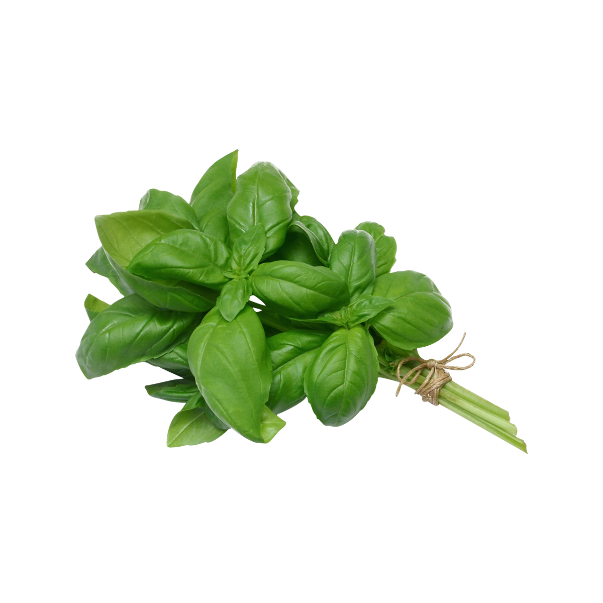 Grocerz - Basil Bunch | 1 Bunch